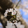 2022 赤城山千本桜