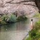 伏見　桜Ⅱ　桜舞う中で