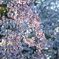 枝垂れ桜