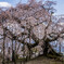 麻績の里舞台桜