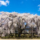 杵原学校の枝垂れ桜