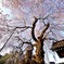 西日本最大・全国で6番目の大きさのしだれ桜