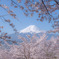 富士山と桜