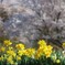 22通勤路の花①