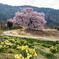 上の平の一本桜