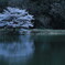 鏡桜