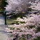 染井吉野