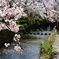 春の京都の高瀬川、見頃を迎えた桜