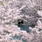 花トンネル