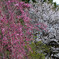 須磨離宮公園　桜の紅白揃う