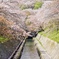 琵琶湖疏水の桜並木
