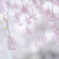 ゆらり ．．．春