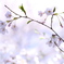 木花咲耶(コノハナノサクヤ)