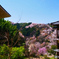 桜吹雪（如意輪寺）