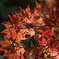 春の紅葉狩り