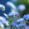 forget-me-not
