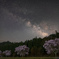 sakura nights