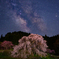 又兵衛桜