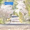 桜道