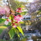 散りゆく桜も・・・