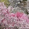 仁淀川町引地橋の花桃