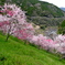 仁淀川町引地橋の花桃