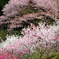 仁淀川町引地橋の花桃