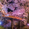 桜咲くあの橋の下で