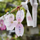 桜は散れど・・・