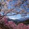 桜・競演