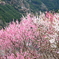 仁淀川町花の里公園