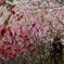 仁淀川町花の里公園