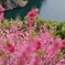 仁淀川町花の里公園