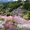仁淀川町花の里公園
