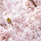 櫻色舞うころ❁