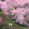 又兵衛桜　滝桜