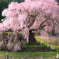 又兵衛桜