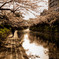 神通川の桜