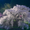 又兵衛桜
