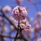 DSC00774