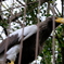 上野動物園 2022.4.16 オオワシ