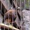 上野動物園 2022.4.16 モモアカノスリ