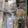 上野動物園 2022.4.16 トラ
