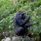 上野動物園 2022.4.16 ゴリラ