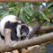 上野動物園 2022.4.16 シロクロエリマキキツネザル