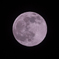 PINKMOON