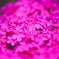 春の花々(芝桜)