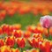 春の花々(チューリップ)