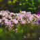 春の花々(芝桜)