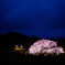 三春瀧桜